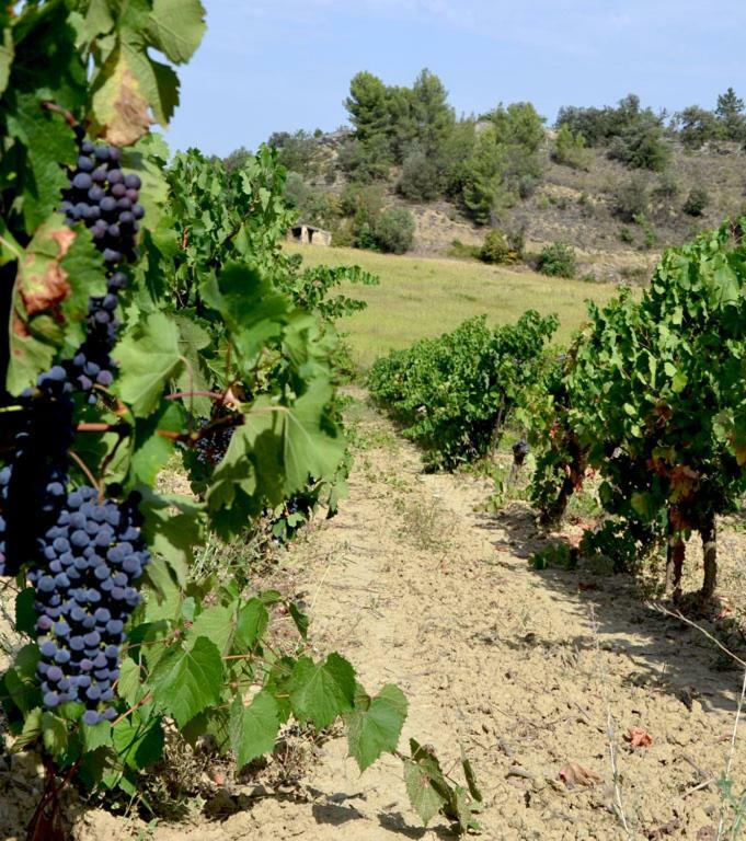 Gite Vigneron Du Domaine D'Alon Magrie 外观 照片